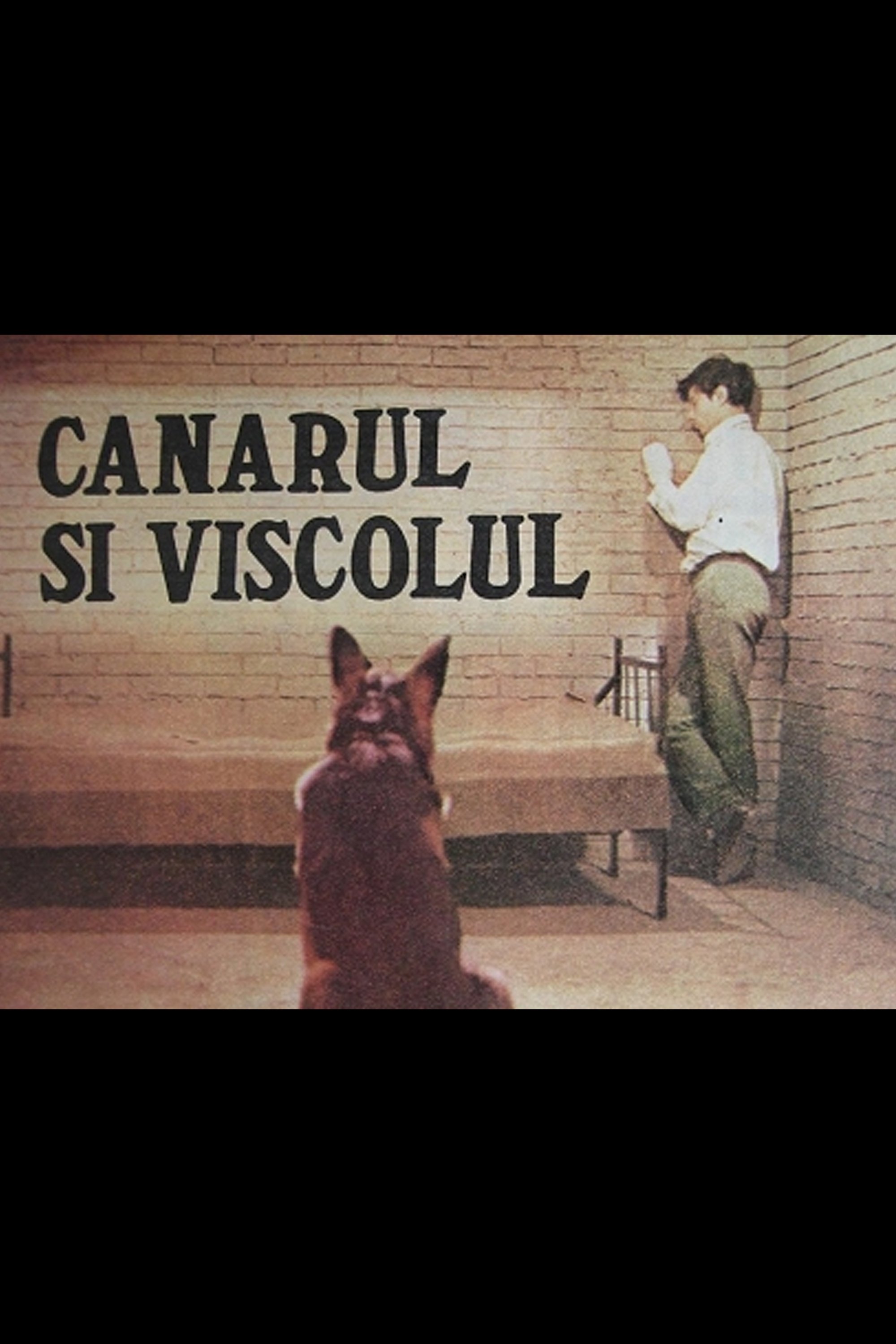 Canarul si viscolul