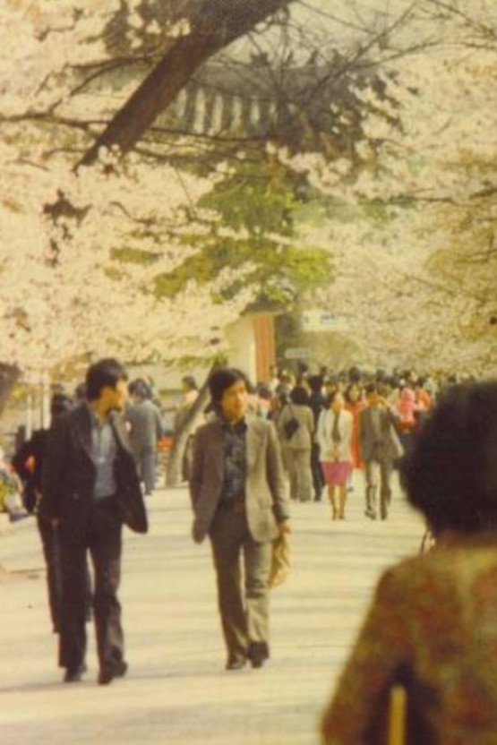 Azaleas of My Hometown