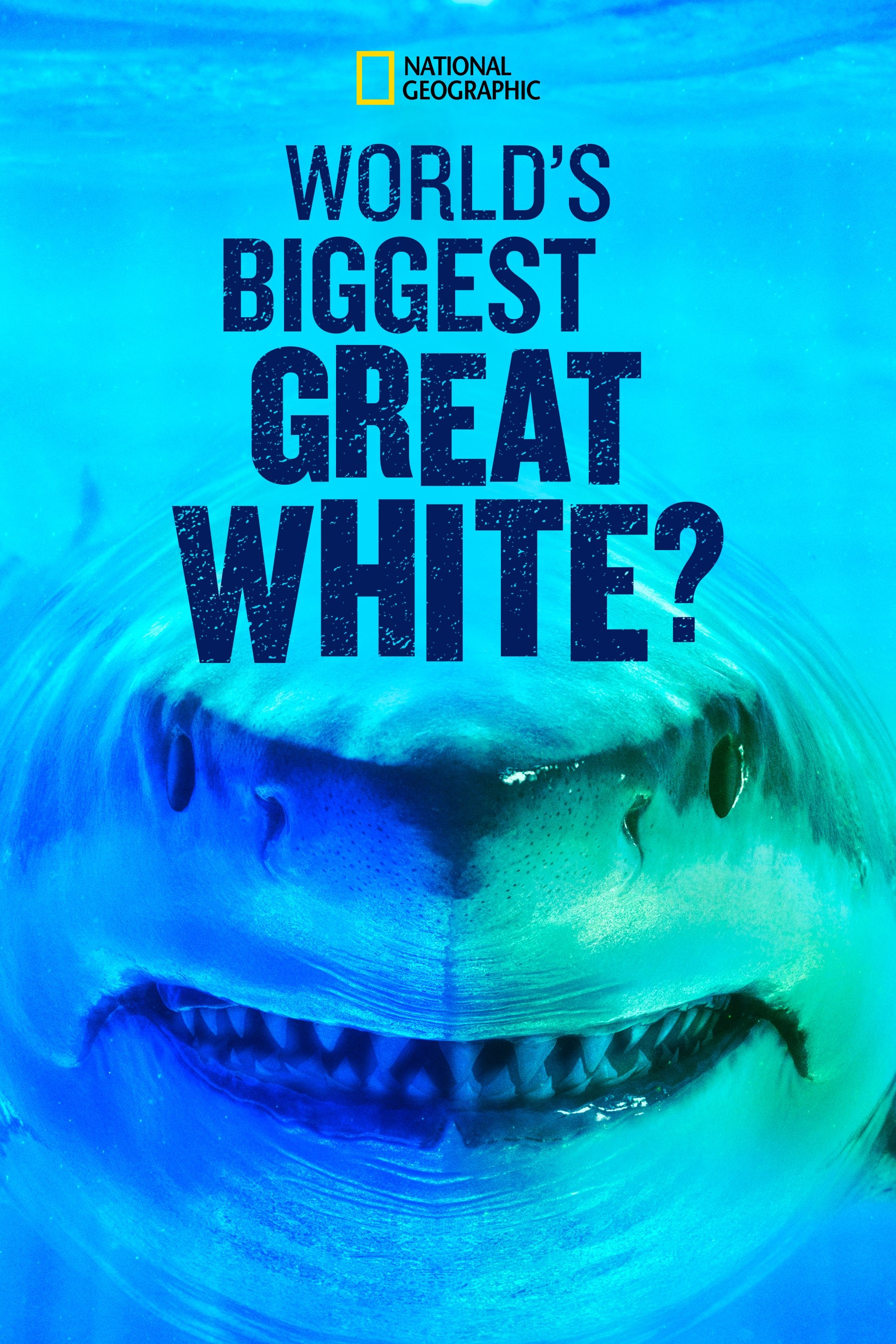 World's Biggest Great White Shark