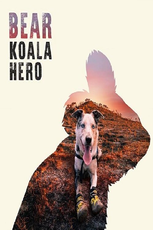 Bear - Koala Hero