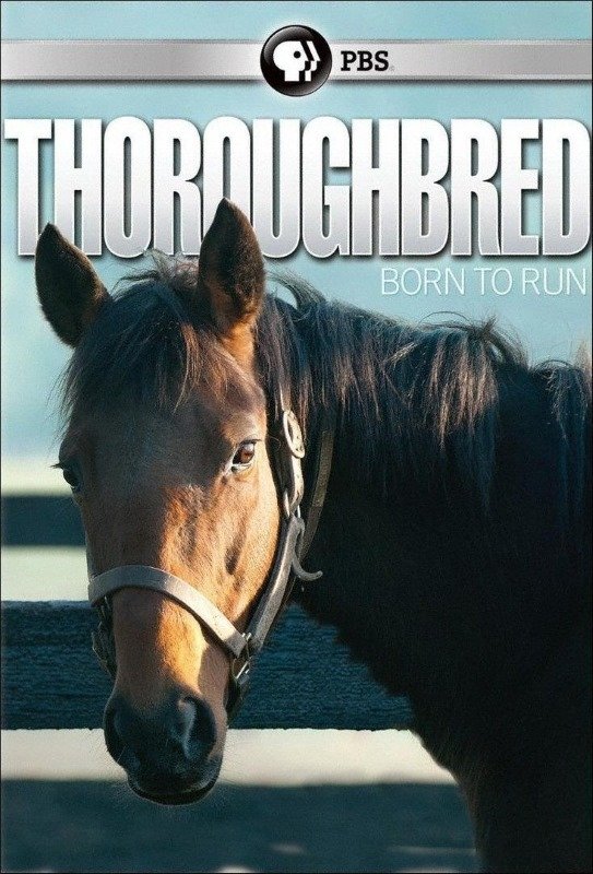 Thoroughbred