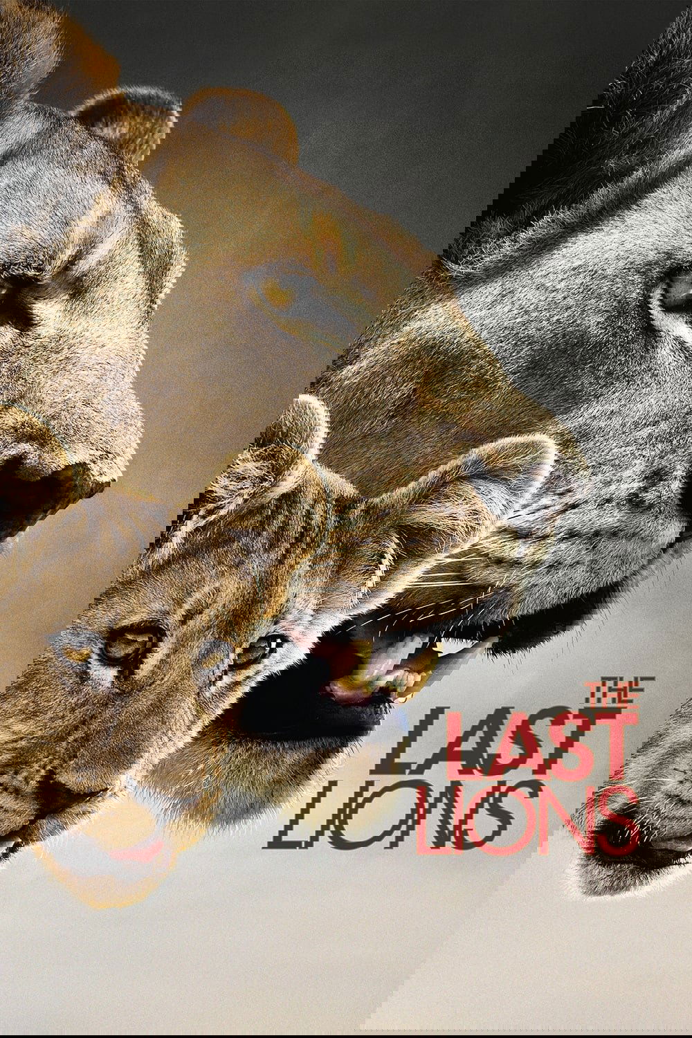 The Last Lions