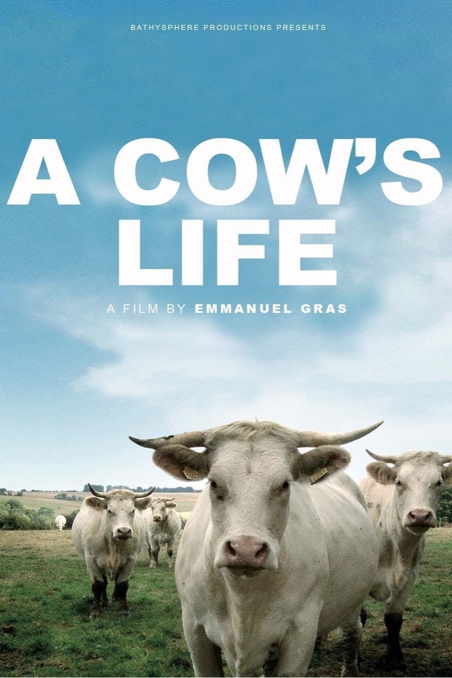 A Cow's Life