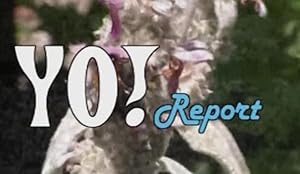 YO! Report