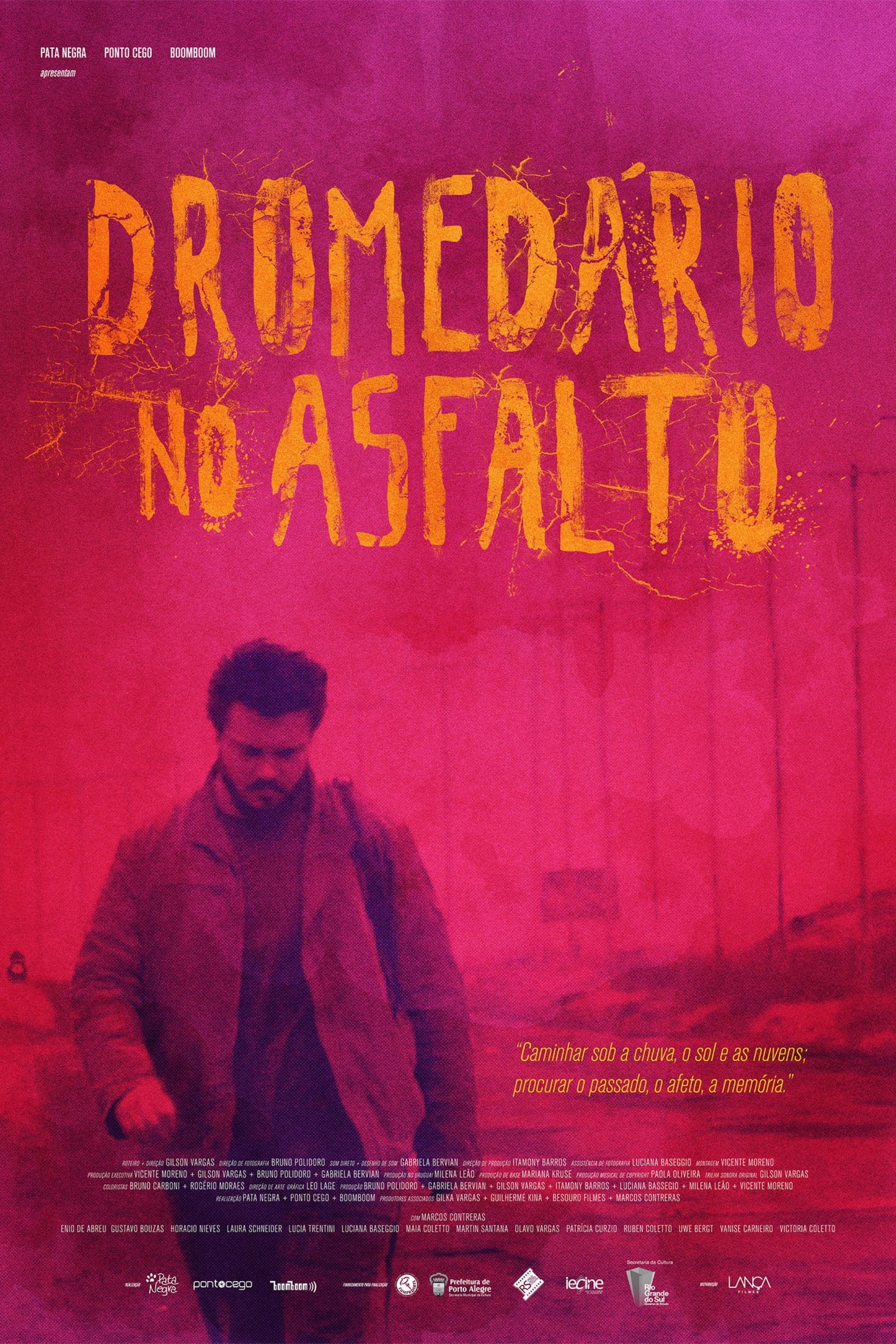 Dromedário no asfalto