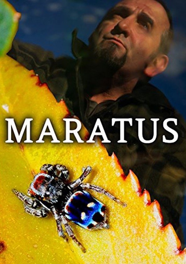 Maratus