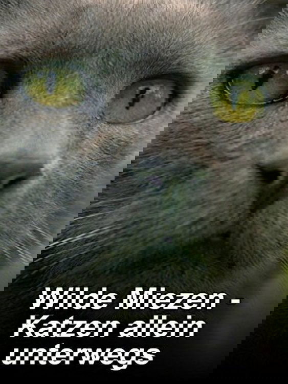 Wilde Miezen - Katzen allein unterwegs