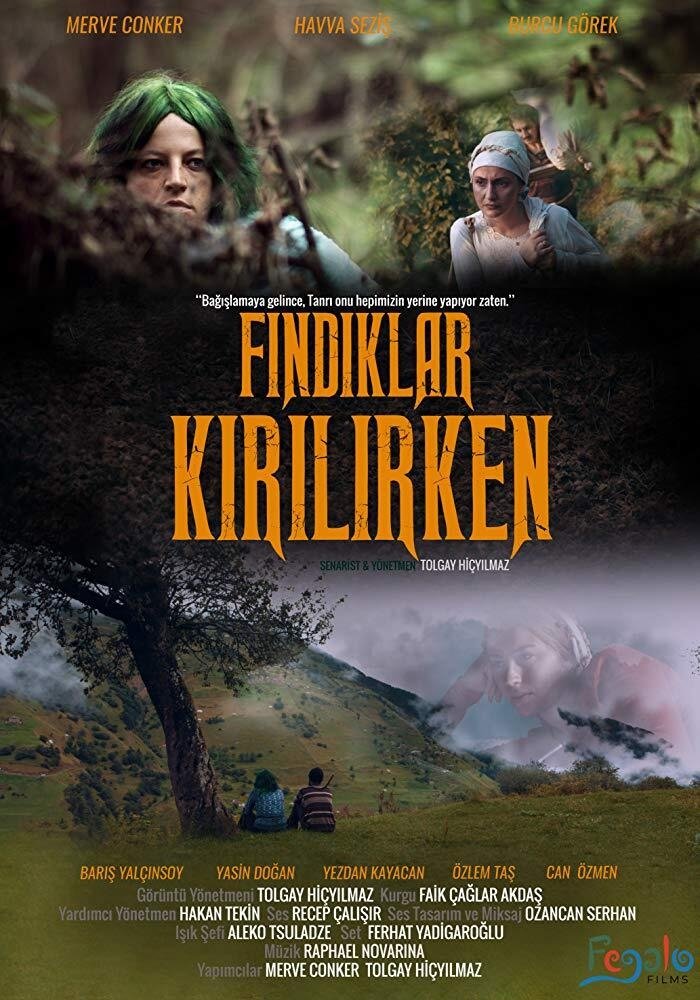 Findiklar Kirilirken